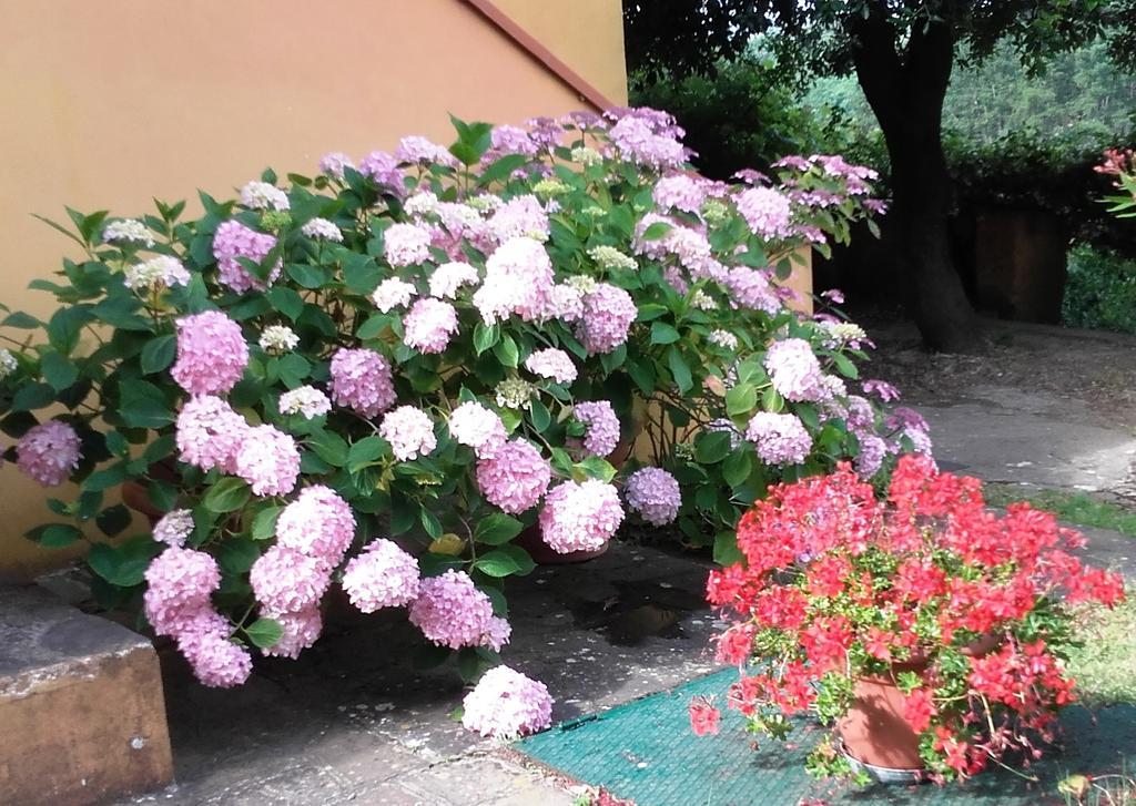 Agriturismo Poggio Al Tesoro Crespina Eksteriør billede