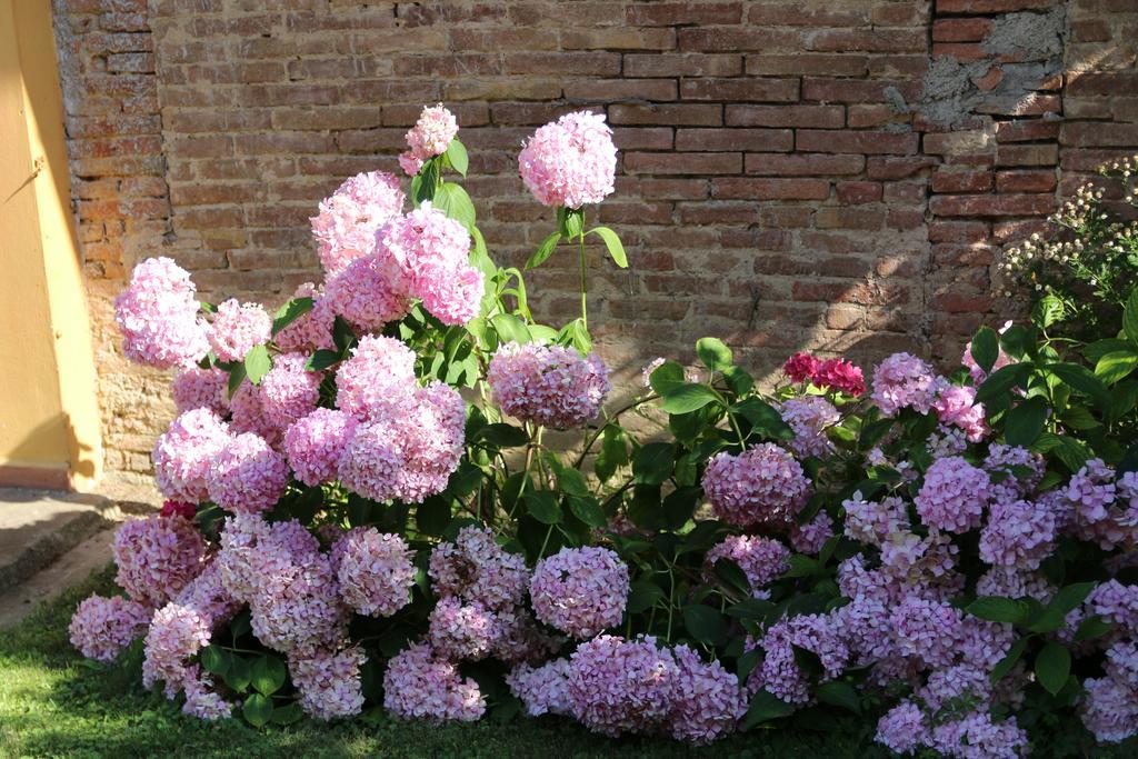Agriturismo Poggio Al Tesoro Crespina Eksteriør billede